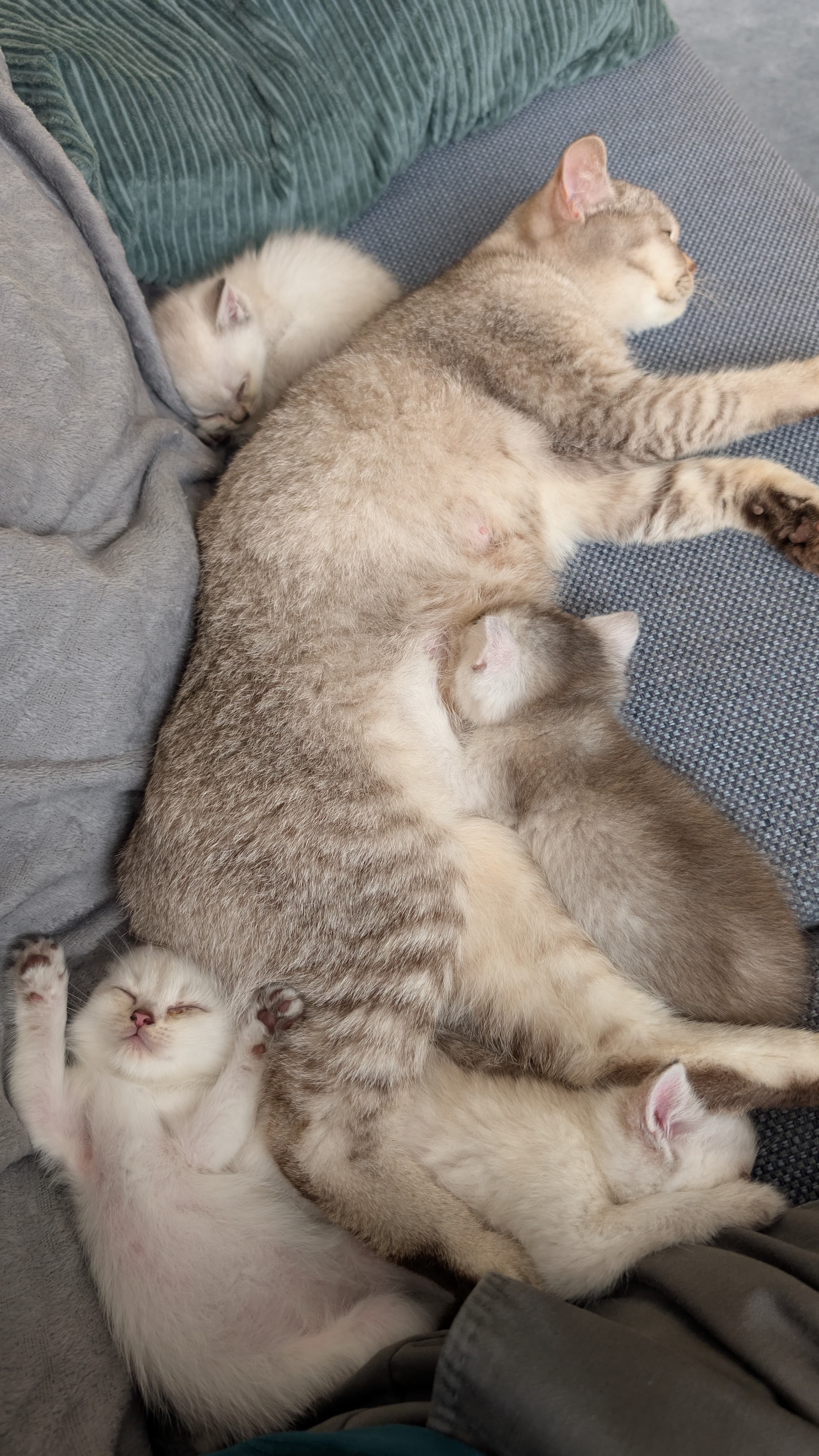cat_img