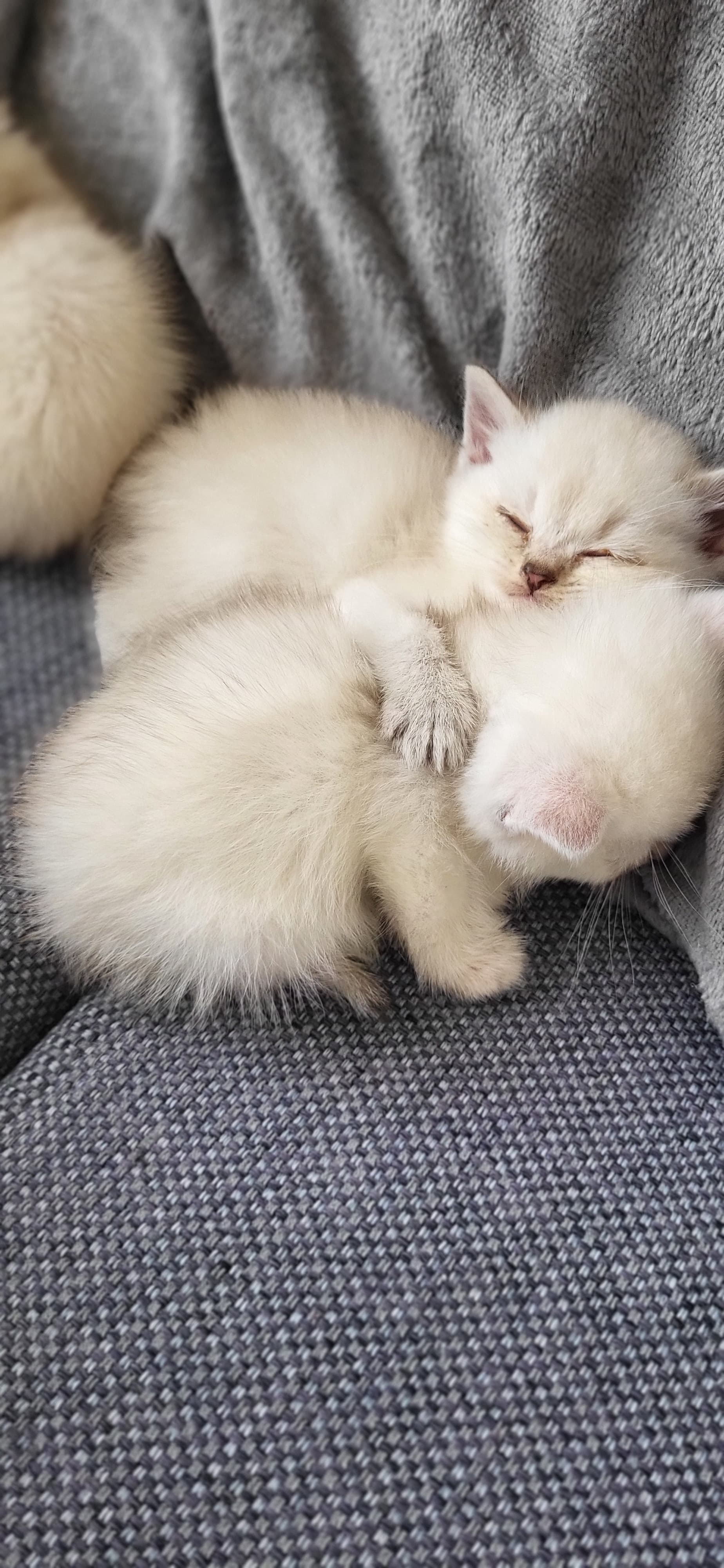 cat_img