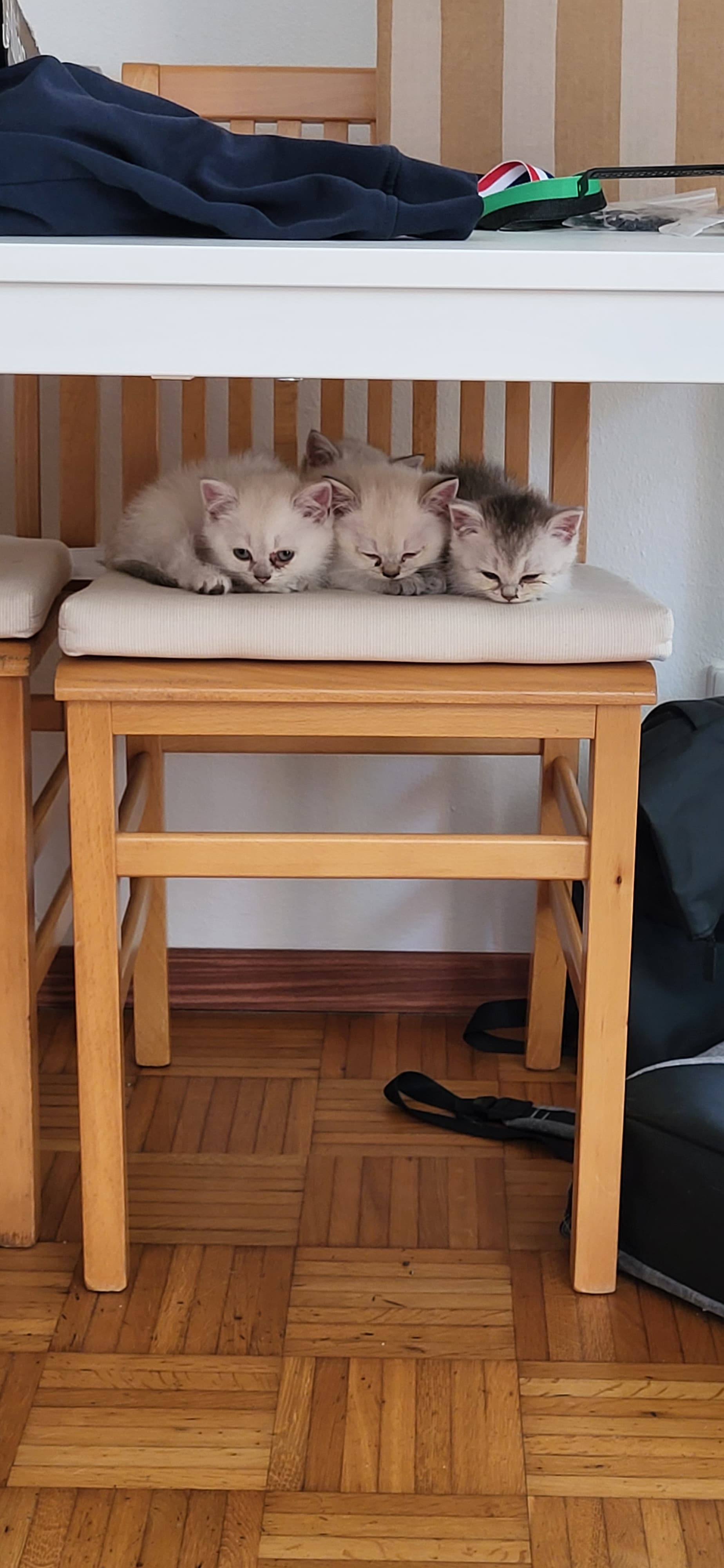 cat_img