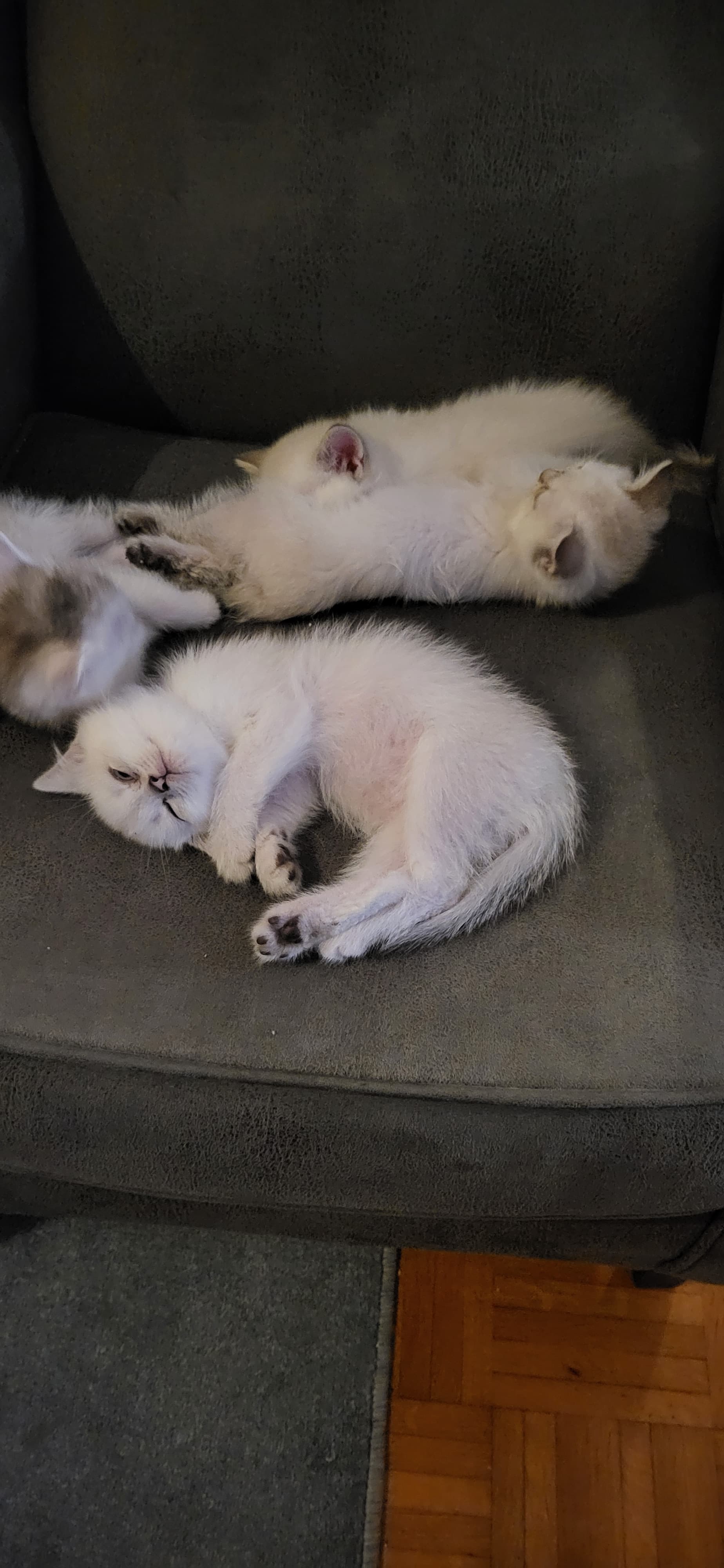 cat_img